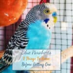 Blue Parakeets - 5 Things To Know Before Getting One