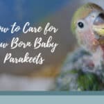 Baby Parakeets: Caring Tips for Newborn Budgies