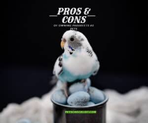 Pros and Cons of Owning Parakeets as Pets