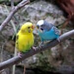 curious playful parakeets
