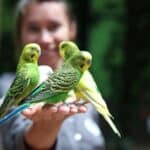 give your kids parakeets as their pets