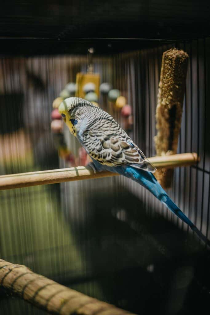 Parakeet Behavior and Sounds