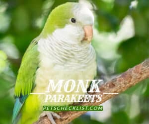 monk parakeets blog post