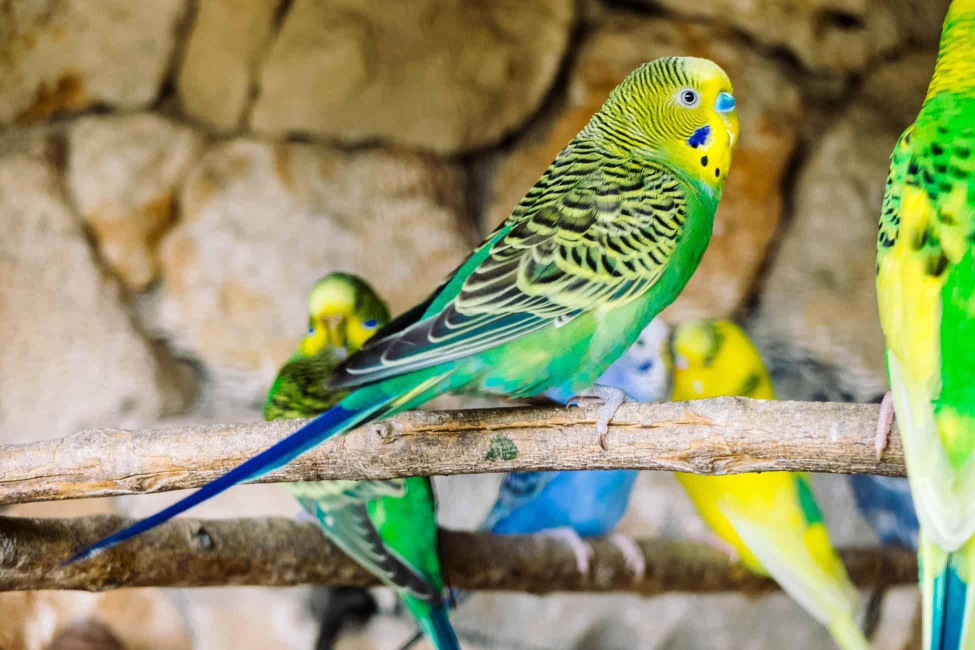 How Long Do Parakeets Live? Average Lifespan of Budgies