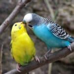 parakeets affections