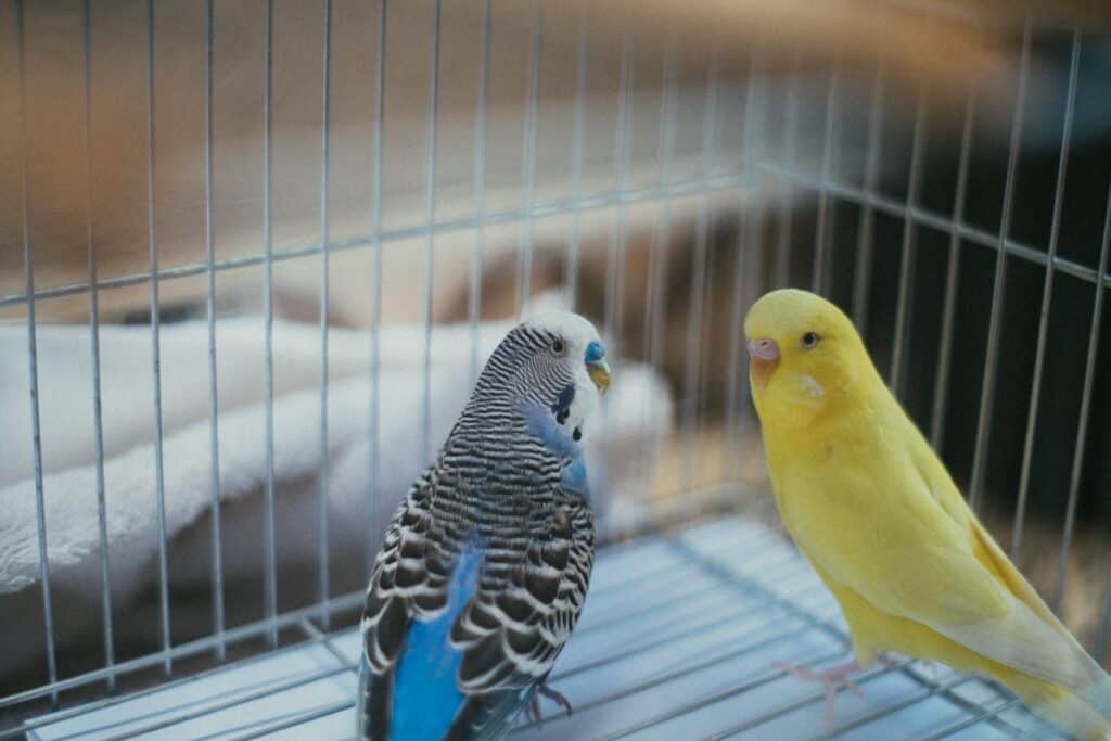 a blue parakeet with a yellow partner