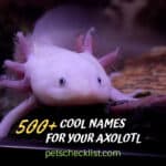 500+ axolotl names
