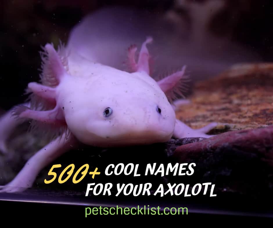 500+ axolotl names
