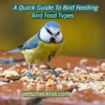Bird Food Types: A Quick Guide To Bird Feeding