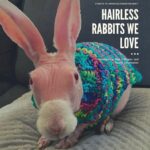 Hairless rabbit