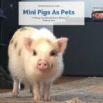 Mini Pig Pets: 7 Things You Should Know Before Getting One