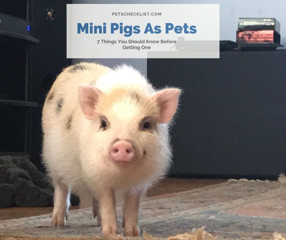 Mini Pigs As Pets