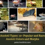 Axolotl Colors: 11 Types of Axolotl Morphs and Pictures