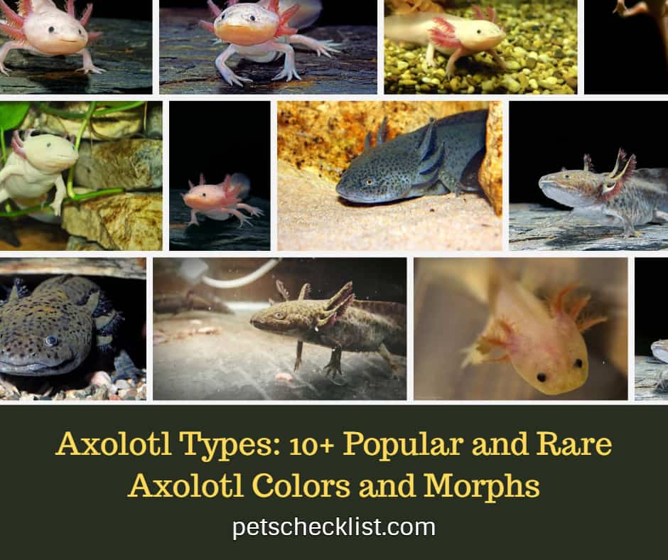 Popular and Rare Axolotl Colors and Morphs