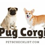 Corgi Pug Dog Mix Breed Information and Pictures