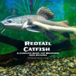 Redtail Catfish: A Complete Guide for Beginners with Pics