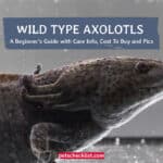 Wild Type Axolotl: A Beginner’s Guide with Care Info, Cost To Buy and Pics