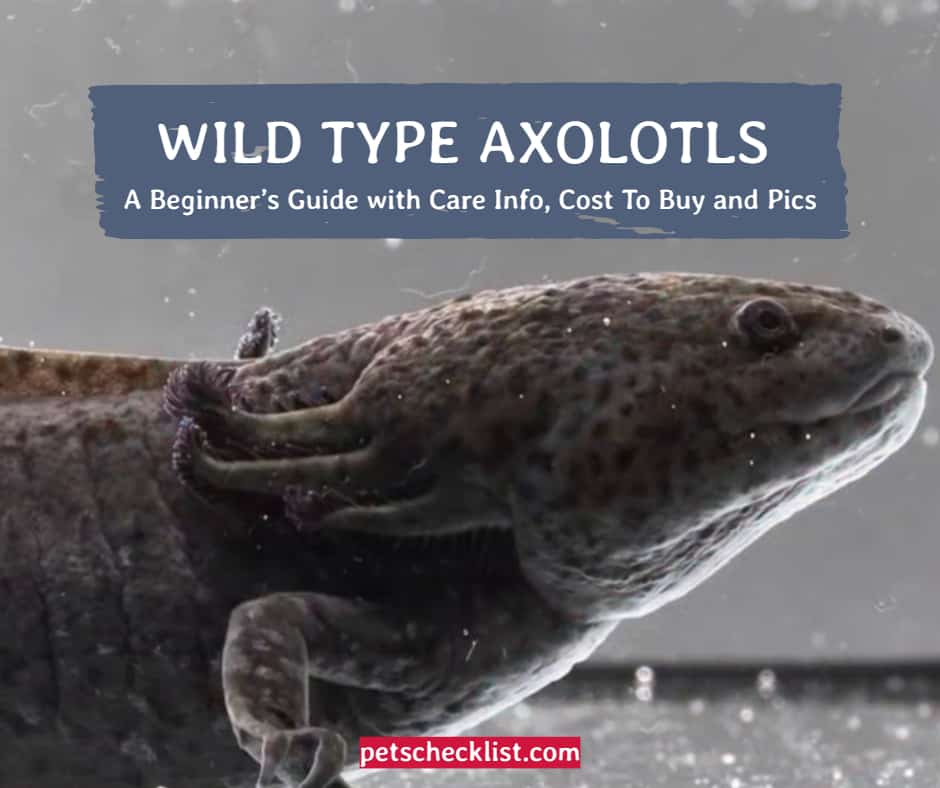 Wild Type Axolotl A Beginner’s Guide