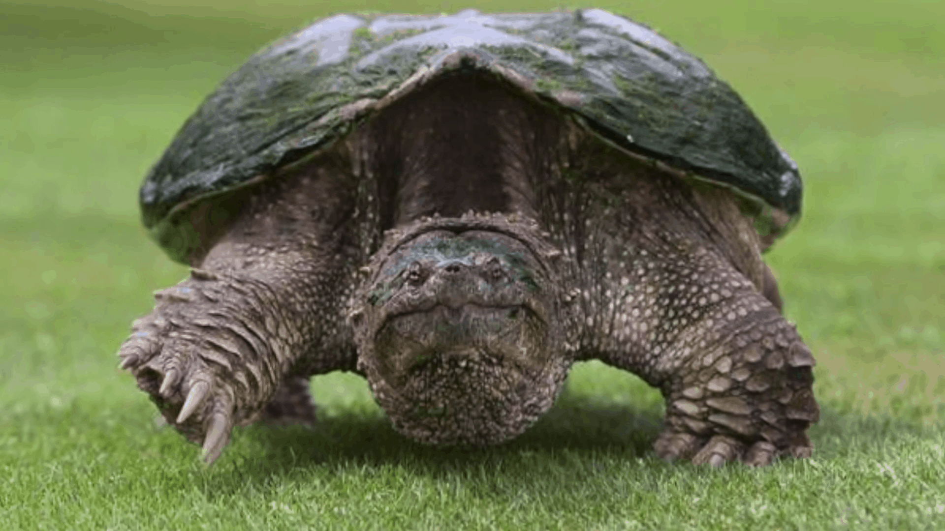 Baby Snapping Turtle: Care Info, Diet, Appearance and More