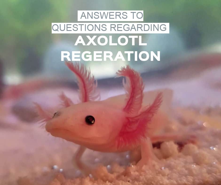 axolotl regeneration answers