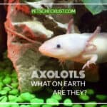 Axolotls: Fascinating Facts, Ecology, Food, Pictures and More