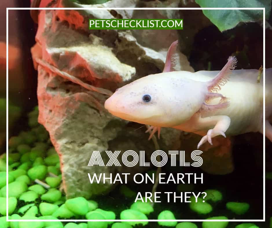 axolotls what are they