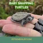 Baby Snapping Turtle: Care Info, Diet, Appearance and More