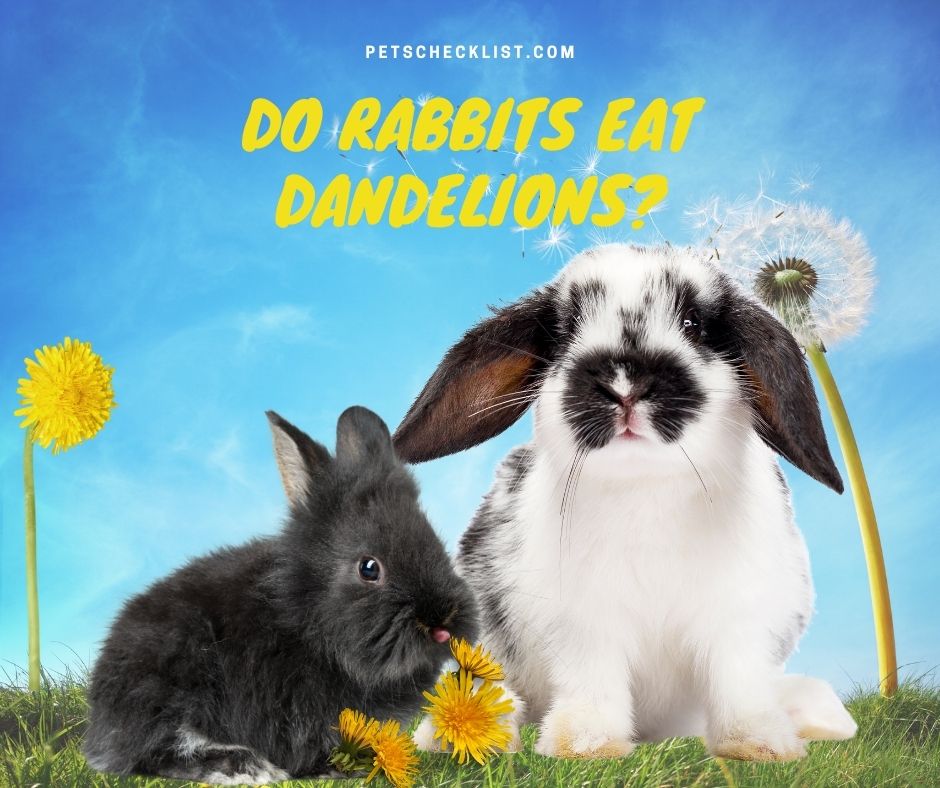 bunnies with dandelions