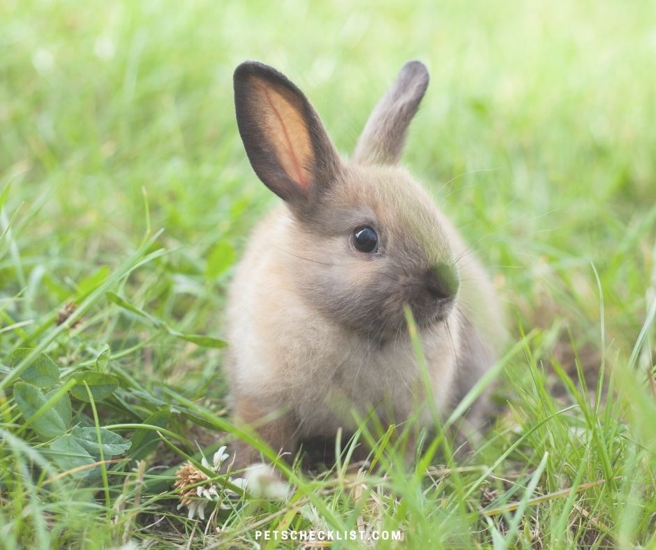 bunny in the garden