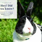 Dutch Rabbit: A Complete Guide Before Getting One