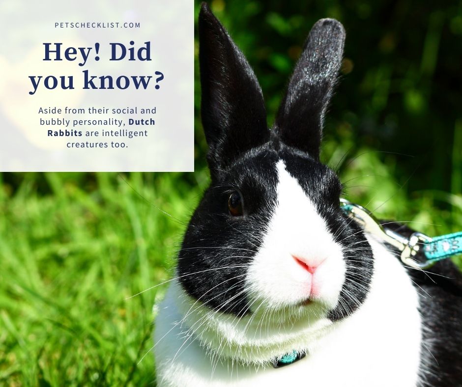 dutch rabbit facts