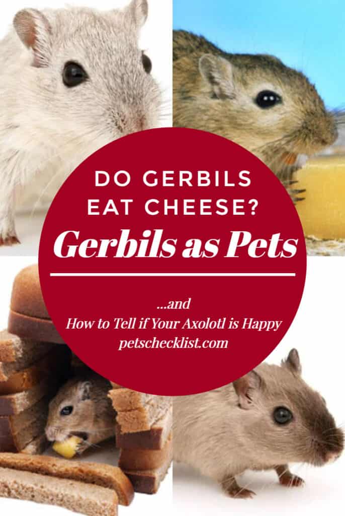 can gerbils eat cheese