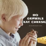 gerbils wants cheese