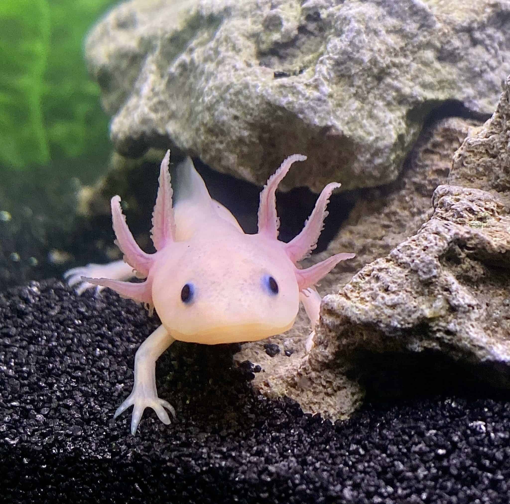 500+ Axolotl Names: Funny, Cute and Unique Names for your Pet