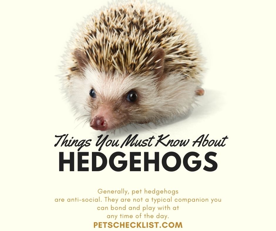 hedgehogs as pets