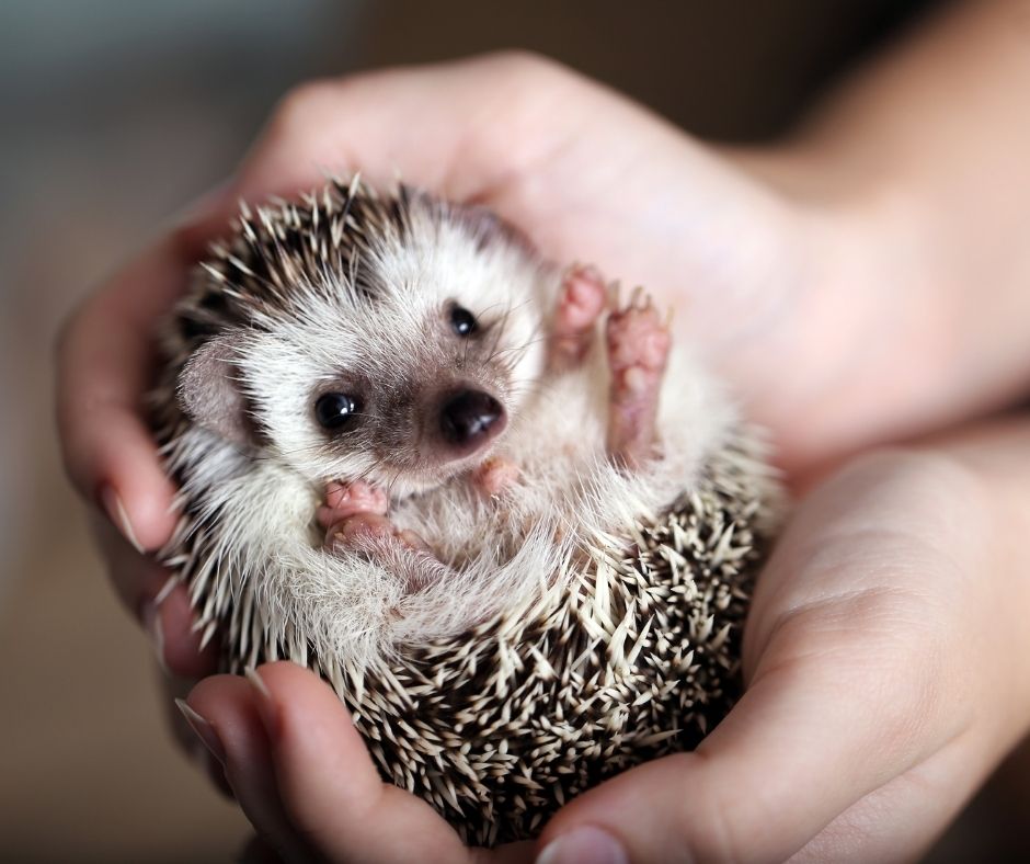 holding a hedgehog