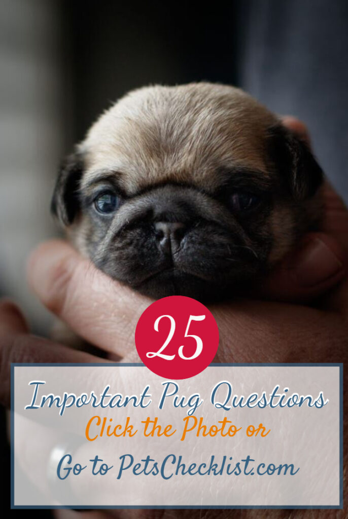 important pug baby questions