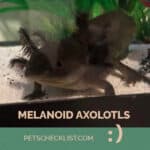 melanoid axolotl