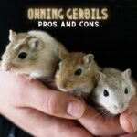 Gerbils Pros And Cons: Why Or Why Not Have Gerbil As A Pet? With Pics
