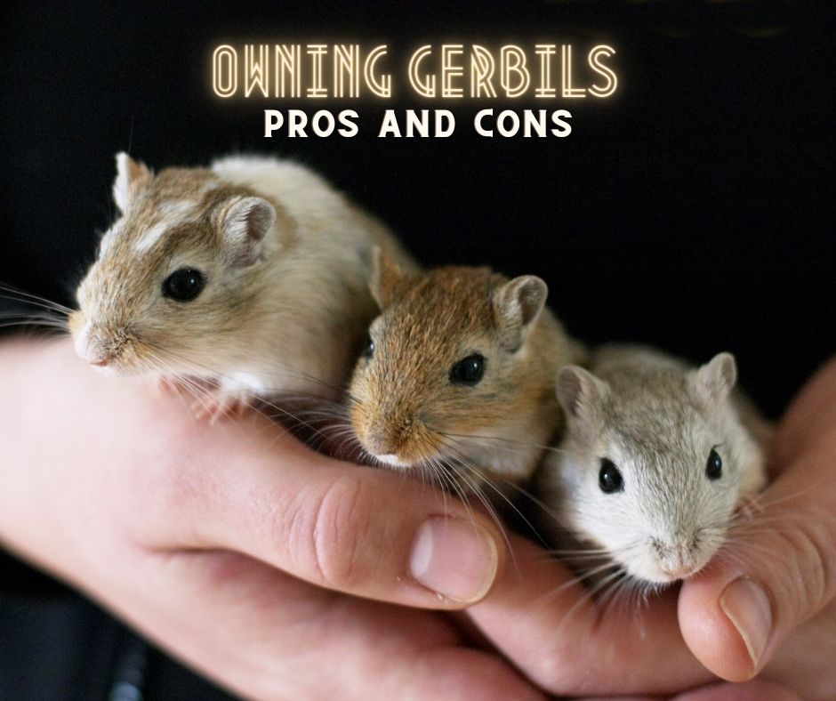owning gerbils pros and cons