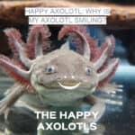 Happy Axolotl: Why Is My Axolotl Smiling?
