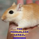 the mongolian gerbil