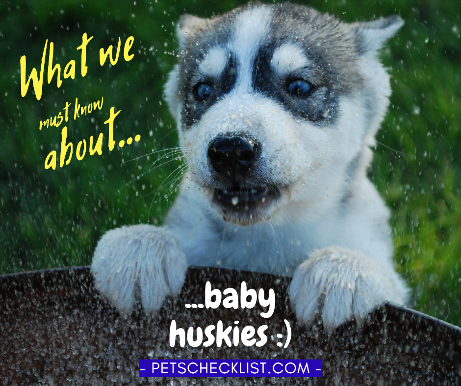 what we must know about baby huskies