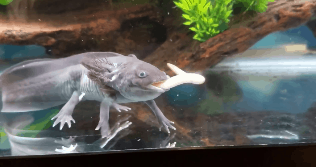 wild type axolotl eats worm