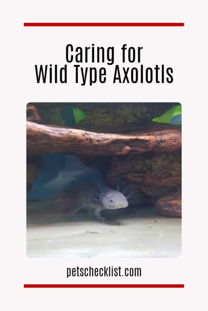 wild type axolotl pets checklist