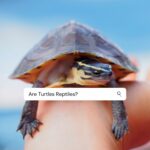 Are Turtles Reptiles Or Amphibians? Quick Answer with Pictures
