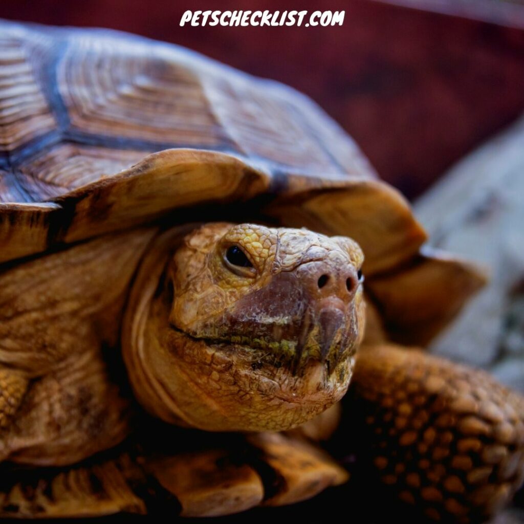 Coahuilan Box Turtle