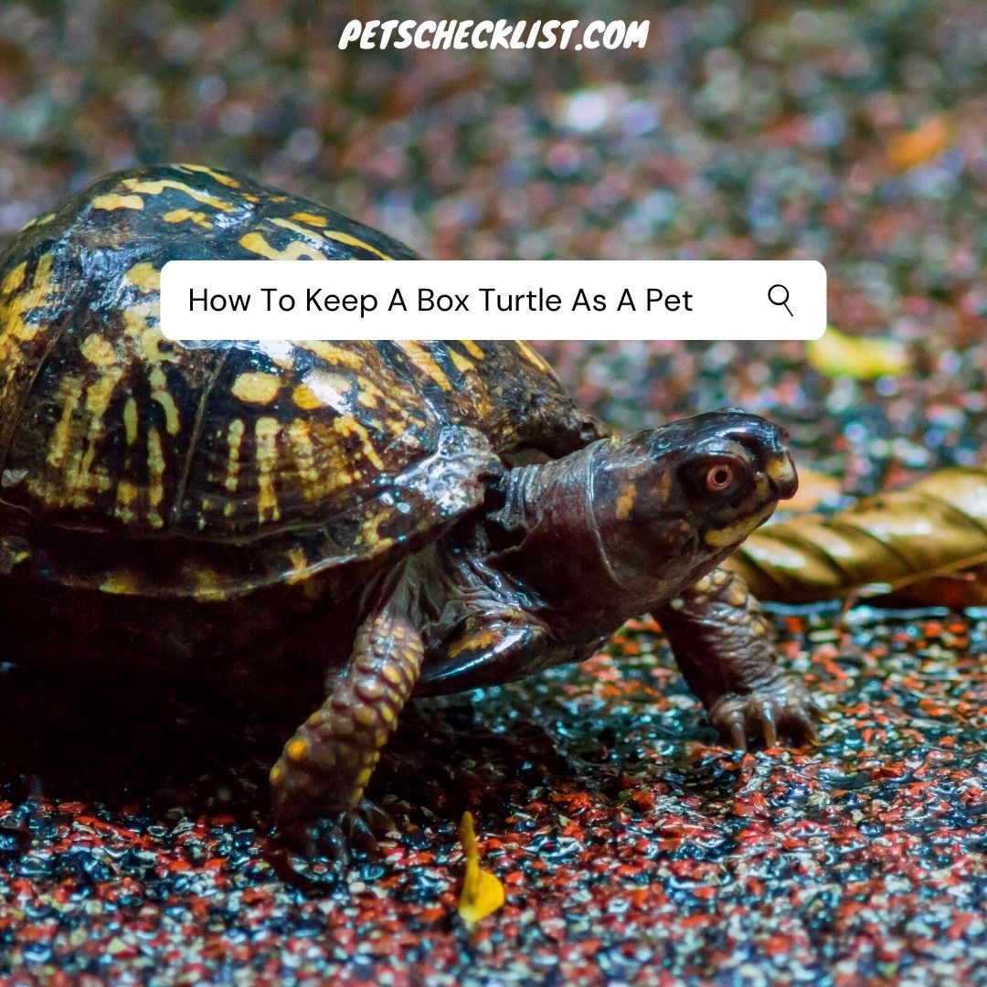How To Keep A Box Turtle As A Pet