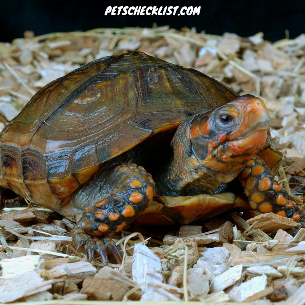Three-Toed Box Turtle 