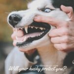 Will A Husky Protect You? Truths About How Fierce They Are